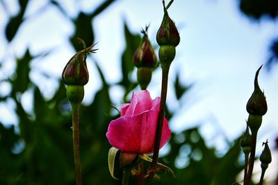 Close-up of red flower