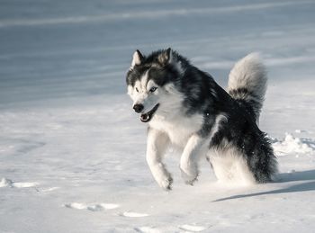 Dog looking away on snow covered land