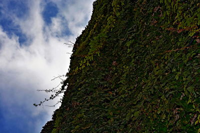 Low angle view of tree against sky