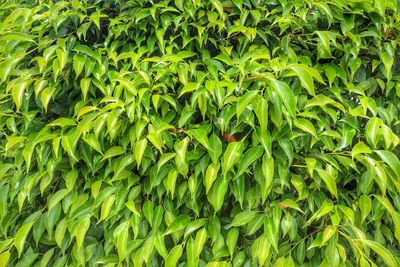 Close-up of green leaves for background and texture.