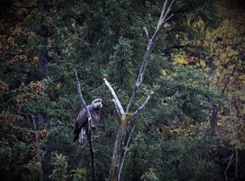 Bird in a forest