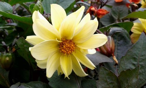 Close-up of yellow flower