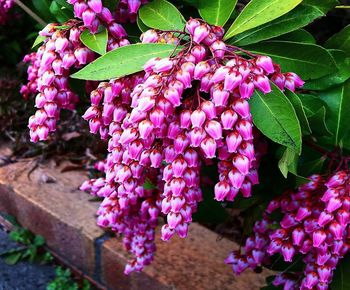 Close-up of pink flowering plant