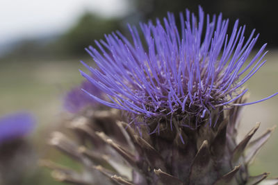 Close-up of thistle flower