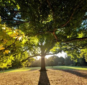 Trees on landscape against sky
