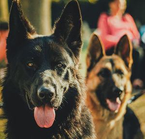 Close-up portrait of a dog