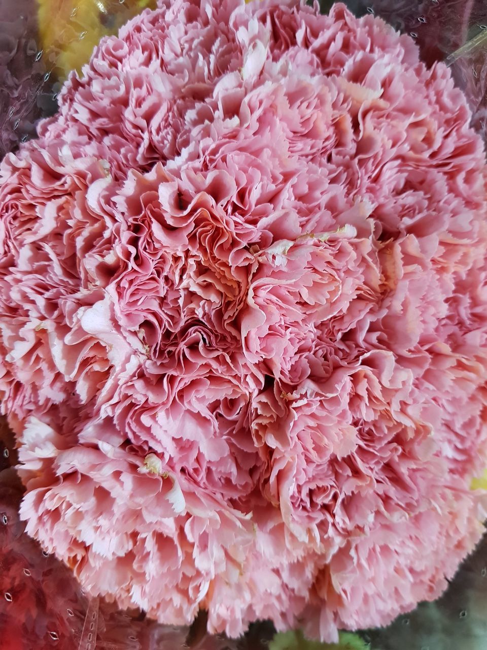 HIGH ANGLE VIEW OF PINK ROSES