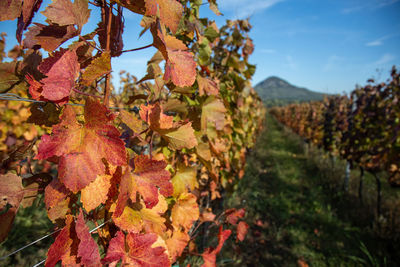 Beautiful rows of grapes in autumn time