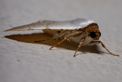 Close-up of insect on white wall