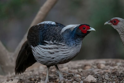 Close-up of a bird