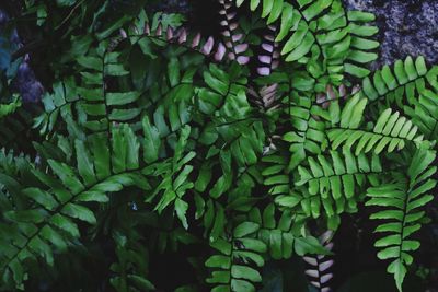 Discoloration of the fern plant. color difference between the young and old leaves of a fern plant