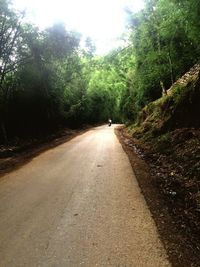 Road passing through forest