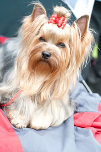 Close-up portrait of a dog