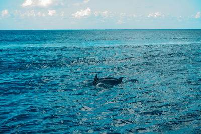 Fin of a dolphin in the sea of cozumel