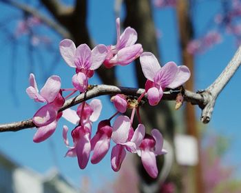 Close-up of pink flowers blooming on tree