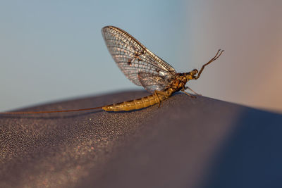 Close-up of butterfly