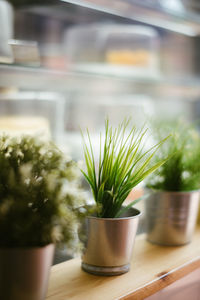 Close-up of potted plant on table