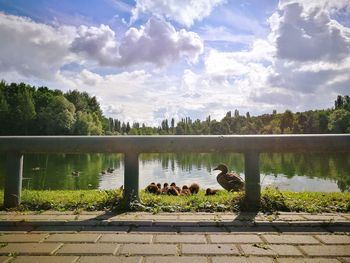 Swan on lake by trees against sky