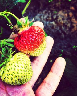 Close-up of hand holding strawberries