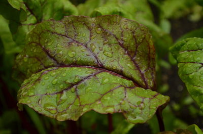 Close-up of water drops on leaf