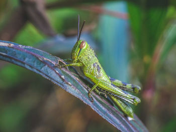 Close-up of caterpillar on leaf