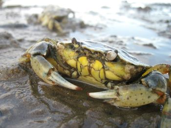 Close-up of crab at wet shore