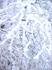 Full frame shot of frozen plants