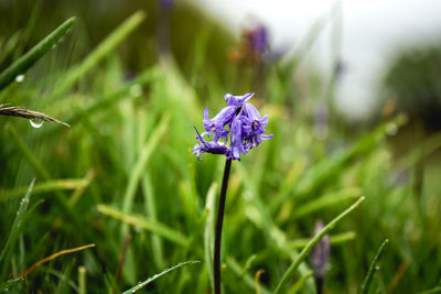 Close-up of purple flowering plant on field