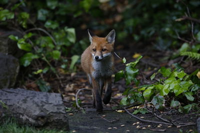 Urban fox cubs emerging from their den and exploring the garden