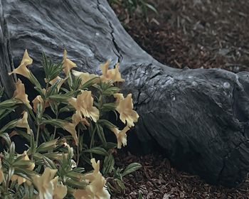 Close-up of flowers growing on field