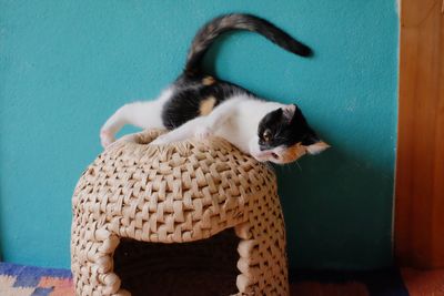 Close-up of cat sitting at home