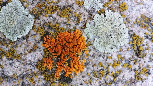 Directly above shot of orange flowering plant