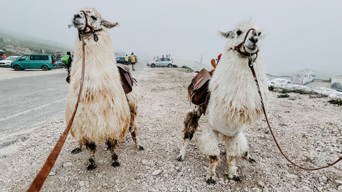Two lamas standing side by side on street against sky