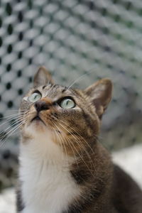 Close-up of a cat looking away