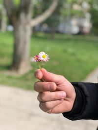 Cropped hand holding flowering plant on field