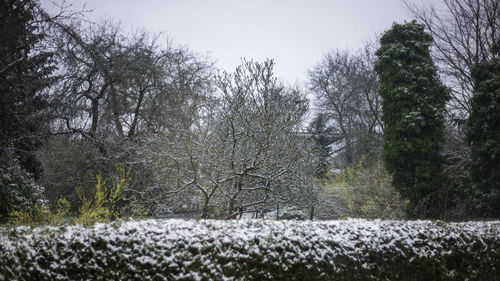 Trees on field during winter against sky