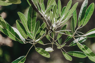 Close-up of fresh green plant