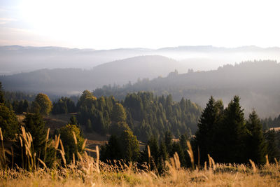 Trees on landscape against sky