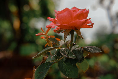 Close-up of red rose on plant
