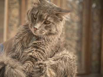 Close-up of a cat looking away