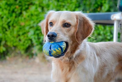 Close-up portrait of dog