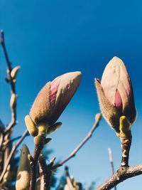 Close-up of pink flower buds against blue sky