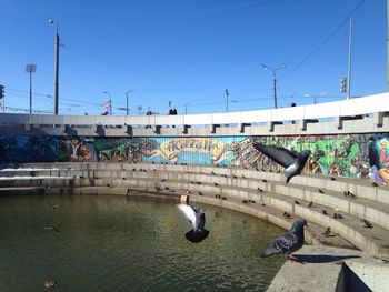 Pigeons flying over artificial pond against sky