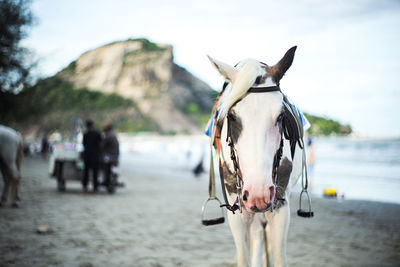 View of horse on beach