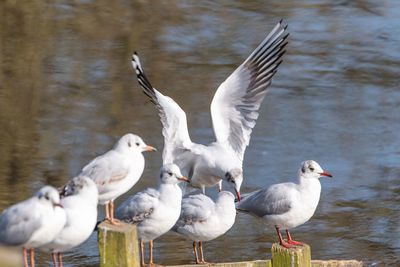 Seagulls flying over lake