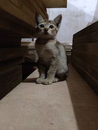 Portrait of cat sitting on staircase