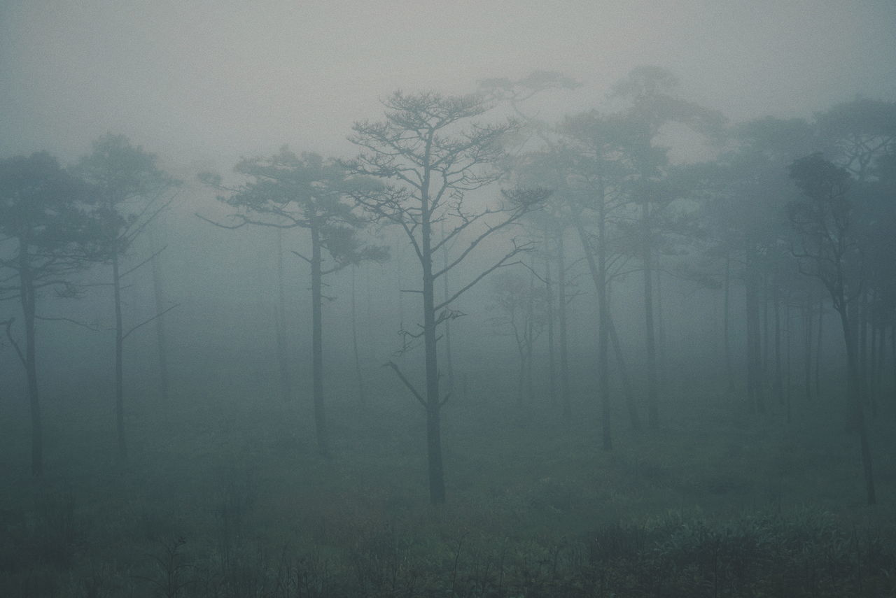 tree, fog, beauty in nature, plant, tranquility, tranquil scene, no people, land, hazy, environment, forest, nature, landscape, non-urban scene, scenics - nature, trunk, tree trunk, day, growth, outdoors