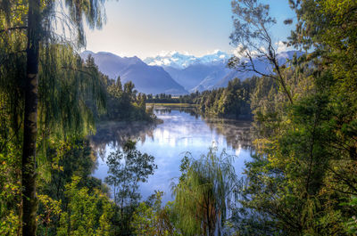 Scenic view of lake in forest