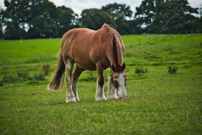 Horse grazing in a field