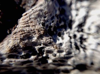 Close-up of tree trunk